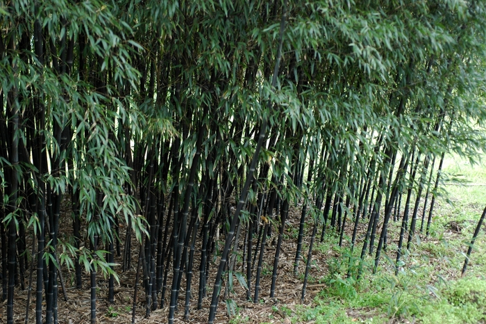 Bamboo - Phyllostachys nigra 'Daikokuchiku' from RFGN readingfeedandgardennew Upgrade