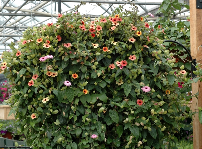 Black-eyed Susan Vine - Thunbergia alata from RFGN readingfeedandgardennew Upgrade