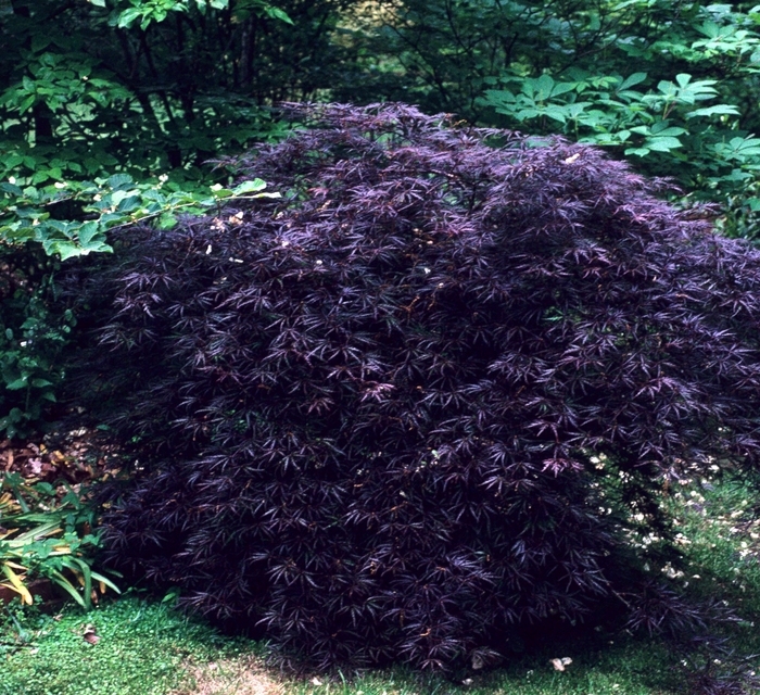 'Crimson Queen' Japanese Maple - Acer palmatum var. dissectum from RFGN readingfeedandgardennew Upgrade