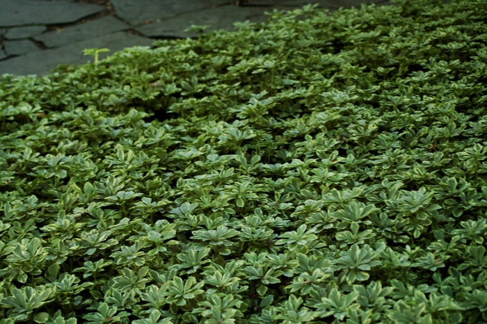 Japanese Spurge - Pachysandra terminalis 'Variegata' from RFGN readingfeedandgardennew Upgrade
