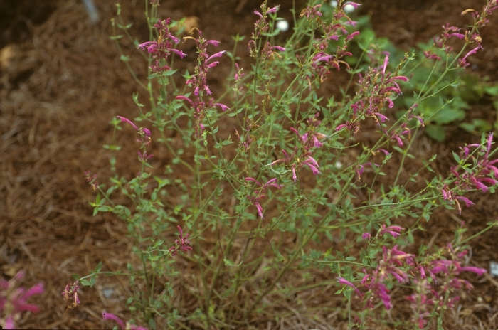 Mosquito Plant - Agastache cana from RFGN readingfeedandgardennew Upgrade