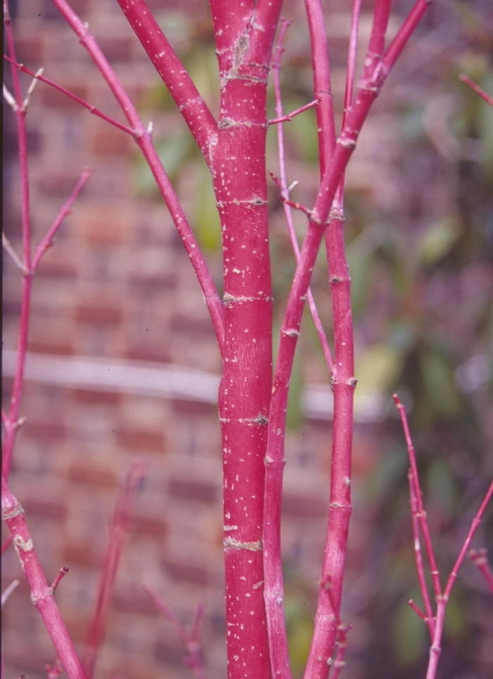 Coral Bark Maple - Acer palmatum 'Sango Kaku' from RFGN readingfeedandgardennew Upgrade