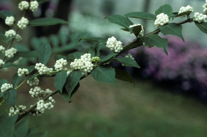 White Common Beautyberry - Callicarpa dichotoma var. albifructus from RFGN readingfeedandgardennew Upgrade