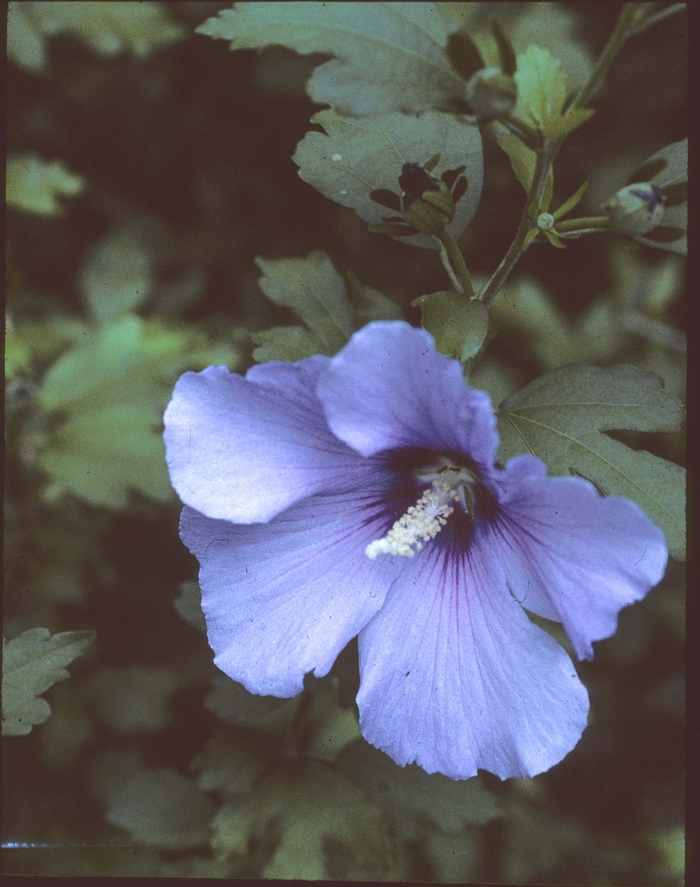 'Bluebird' Rose of Sharon - Hibiscus syriacus from RFGN readingfeedandgardennew Upgrade