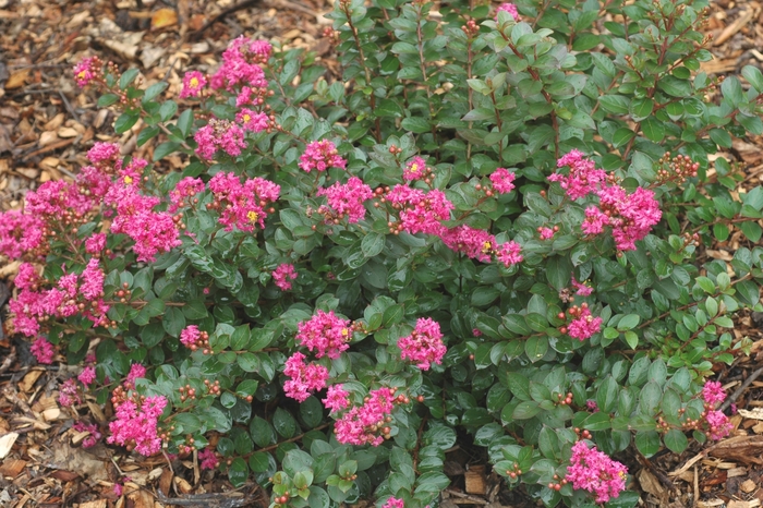 Pocomoke Crape Myrtle - Lagerstroemia indica 'Pocomoke' from RFGN readingfeedandgardennew Upgrade