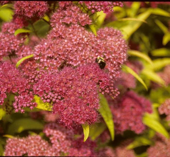 Gold Flame Spirea - Spiraea x bumalda 'Gold Flame' from RFGN readingfeedandgardennew Upgrade