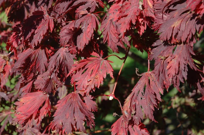 Full Moon Maple - Acer japonicum from RFGN readingfeedandgardennew Upgrade