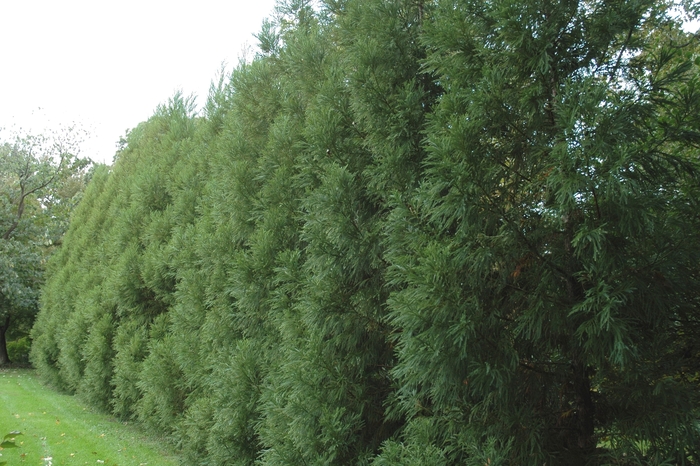 Yoshino Japanese Cryptomeria - Crytptomeria japonica 'Yoshino' from RFGN readingfeedandgardennew Upgrade