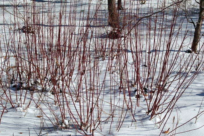 Redtwig Dogwood - Cornus sericea from RFGN readingfeedandgardennew Upgrade