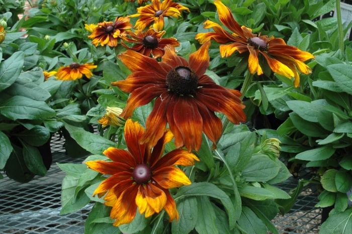 'Autumn Colors' - Rudbeckia hirta from RFGN readingfeedandgardennew Upgrade
