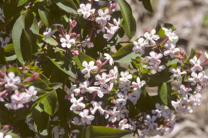 Glossy Abelia - Abelia mosanensis from RFGN readingfeedandgardennew Upgrade