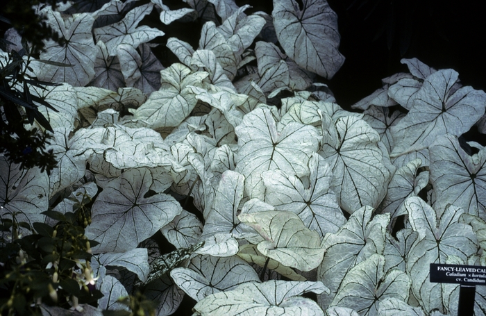 Candidum Angel Wings - Caladium bicolor 'Candidum' from RFGN readingfeedandgardennew Upgrade