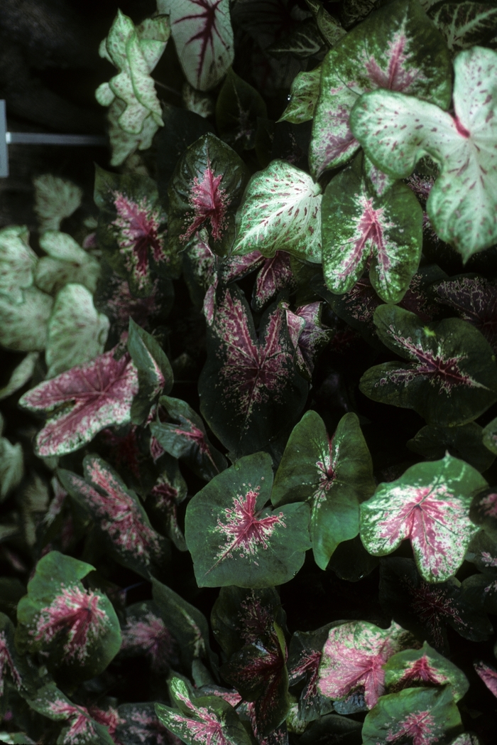 'Fire Chief' - Caladium bicolor from RFGN readingfeedandgardennew Upgrade