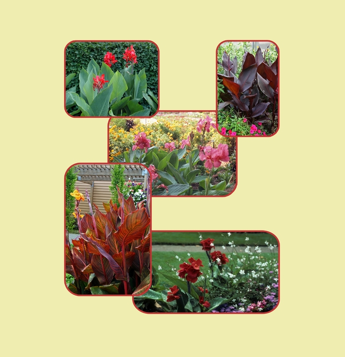 Canna Lily - Multiple Varieties from RFGN readingfeedandgardennew Upgrade