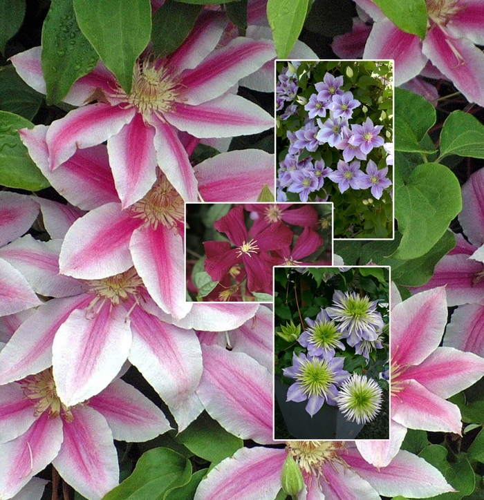 Clematis - Multiple Varieties from RFGN readingfeedandgardennew Upgrade