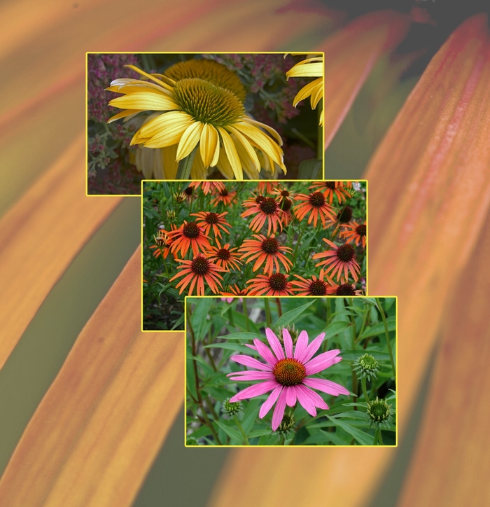 'Multiple Varieties' Coneflower - Echinacea from RFGN readingfeedandgardennew Upgrade