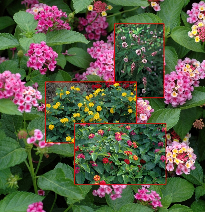 Lantana - Mulitple Varieties from RFGN readingfeedandgardennew Upgrade