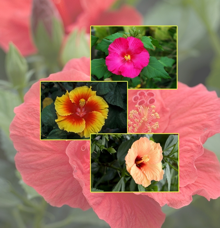 Hibiscus Bush - Tropical - Multiple Varieties from RFGN readingfeedandgardennew Upgrade