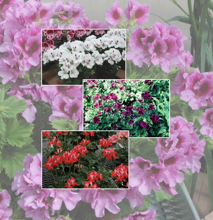 Geranium - Multiple Varieties from RFGN readingfeedandgardennew Upgrade