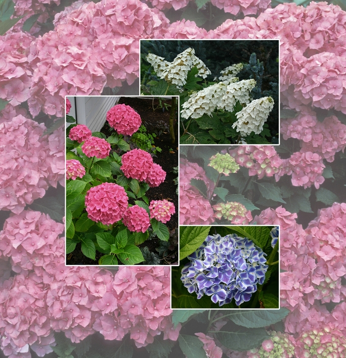 Assorted, Hydrangea - Hydrangea from RFGN readingfeedandgardennew Upgrade