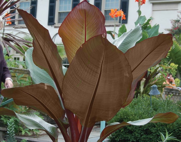 Ornamental Banana - Ensete 'Tandarra Red' from RFGN readingfeedandgardennew Upgrade