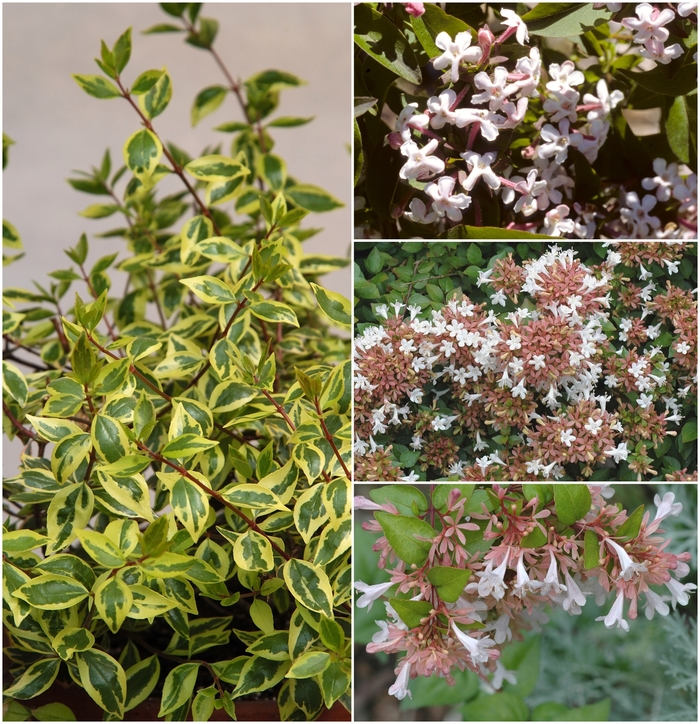 Assorted Abelia - Abelia from RFGN readingfeedandgardennew Upgrade