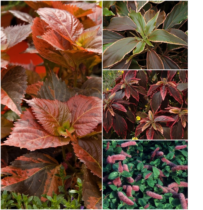 Acalypha - Multiple Varieties from RFGN readingfeedandgardennew Upgrade