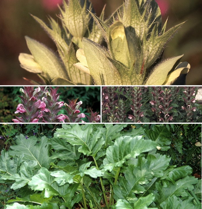 Acanthus - Multiple Varieties from RFGN readingfeedandgardennew Upgrade