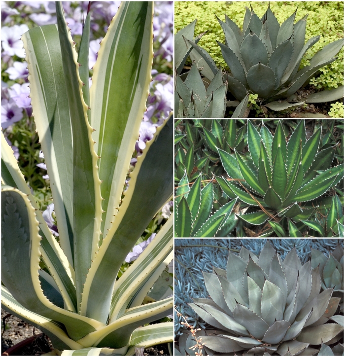 Multiple Varieties - Agave from RFGN readingfeedandgardennew Upgrade