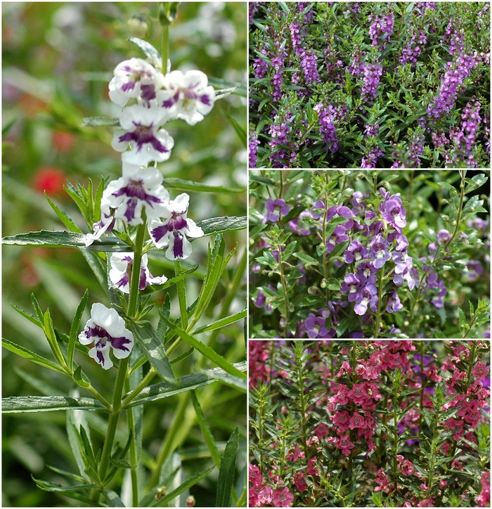 Assorted Angelonia - Angelonia angustifolium from RFGN readingfeedandgardennew Upgrade