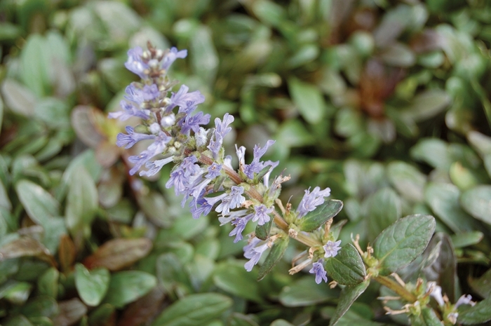 Ajuga - Ajuga Reptans 'Chocolate Chip' from RFGN readingfeedandgardennew Upgrade