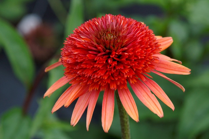 Coral Reef Coneflower - Echinacea 'Coral Reef' from RFGN readingfeedandgardennew Upgrade