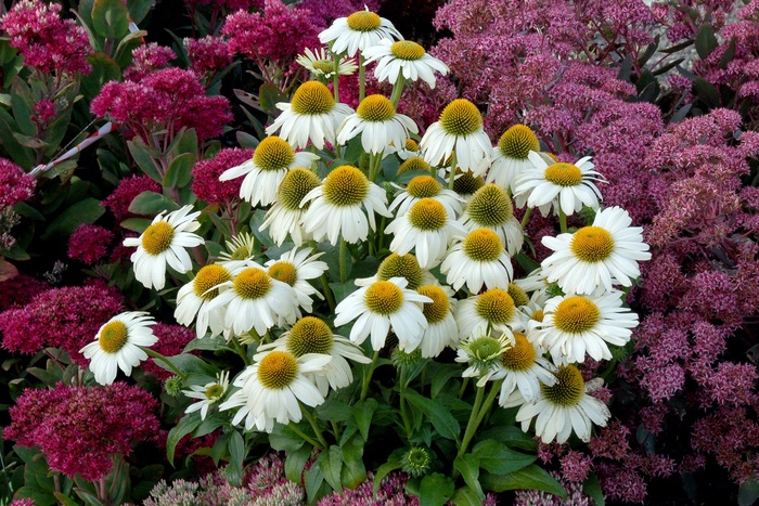 'Heavenly Dream' - Echinacea (Coneflower) from RFGN readingfeedandgardennew Upgrade