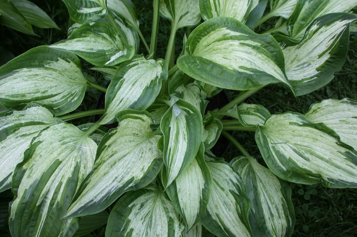 Hosta - Plantain Lily - Hosta 'Allegan Fog' from RFGN readingfeedandgardennew Upgrade