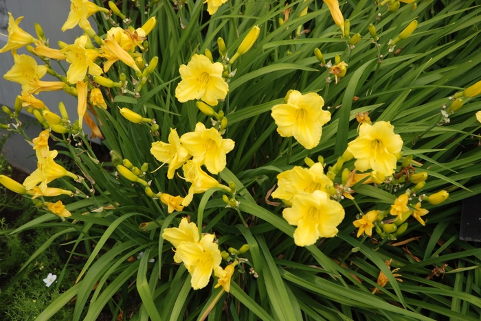 Daylily - Hemerocallis 'Happy Returns' from RFGN readingfeedandgardennew Upgrade