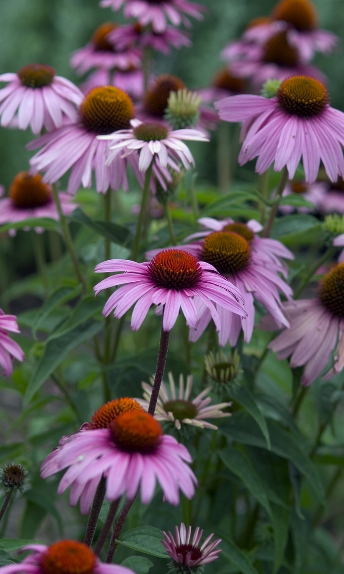 Magnus Coneflower - Echinacea 'Magnus' from RFGN readingfeedandgardennew Upgrade