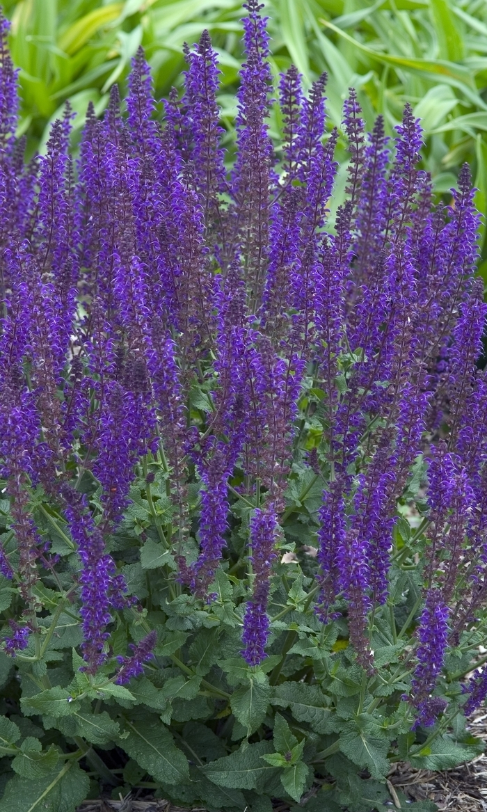'May Night' - Salvia x sylvestris (Meadow Sage) from RFGN readingfeedandgardennew Upgrade