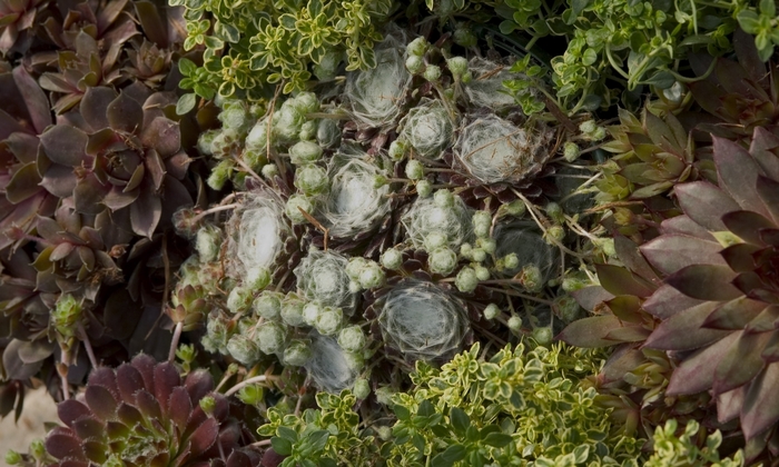 Mixed Hens and Chicks - Sempervivum 'Hardy Series Mixed' from RFGN readingfeedandgardennew Upgrade