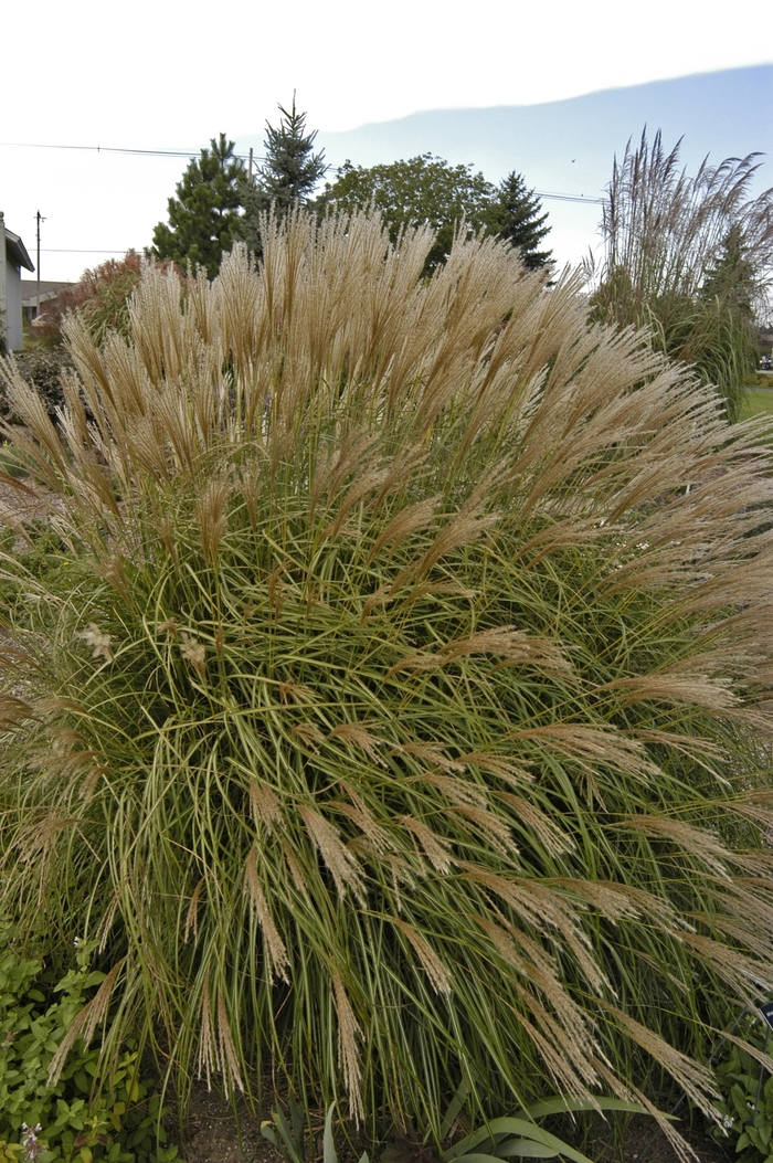 Dwarf Japanese Silver Grass - Miscanthus sinensis 'Adagio' from RFGN readingfeedandgardennew Upgrade