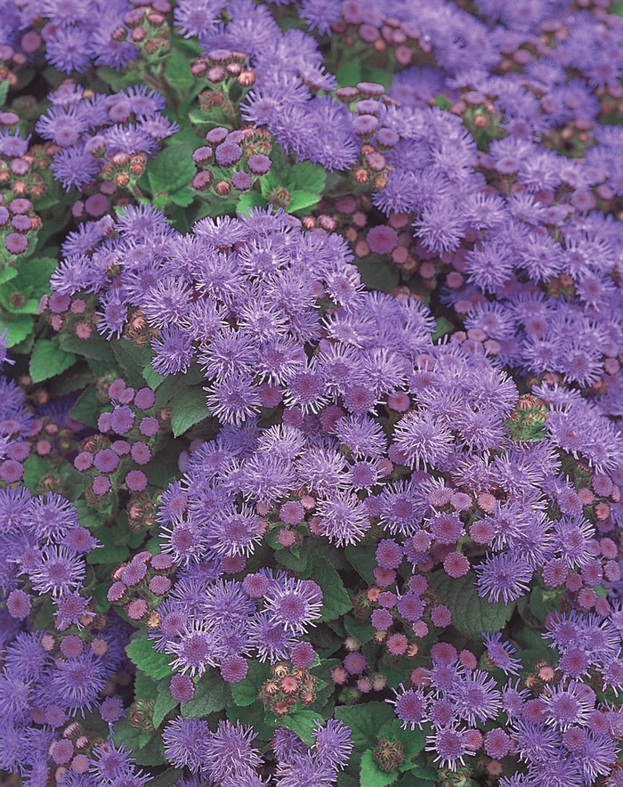 Artist® Alto Blue - Ageratum hybrid 'Artist Blue' from RFGN readingfeedandgardennew Upgrade