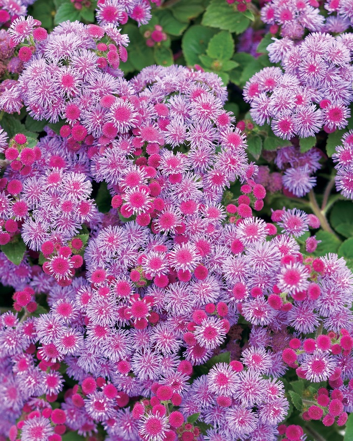 Artist® Blue Violet - Ageratum hybrid 'Flossflower' from RFGN readingfeedandgardennew Upgrade