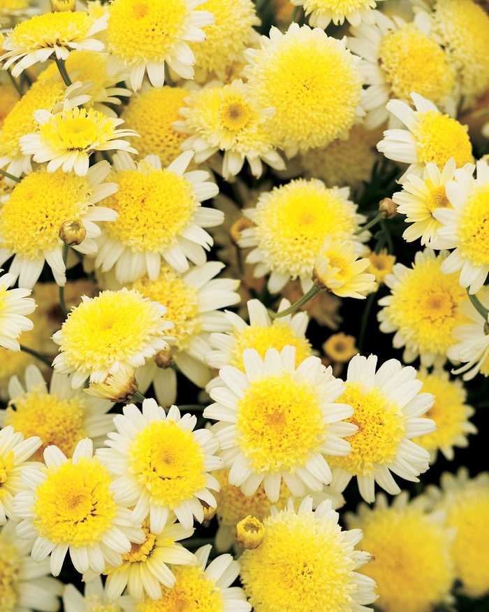 Courtyard® Buttercream - Argyranthemum frutescens from RFGN readingfeedandgardennew Upgrade