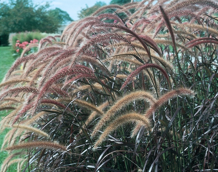Graceful Grasses&reg; 'Rubrum' - Pennisetum setaceum from RFGN readingfeedandgardennew Upgrade