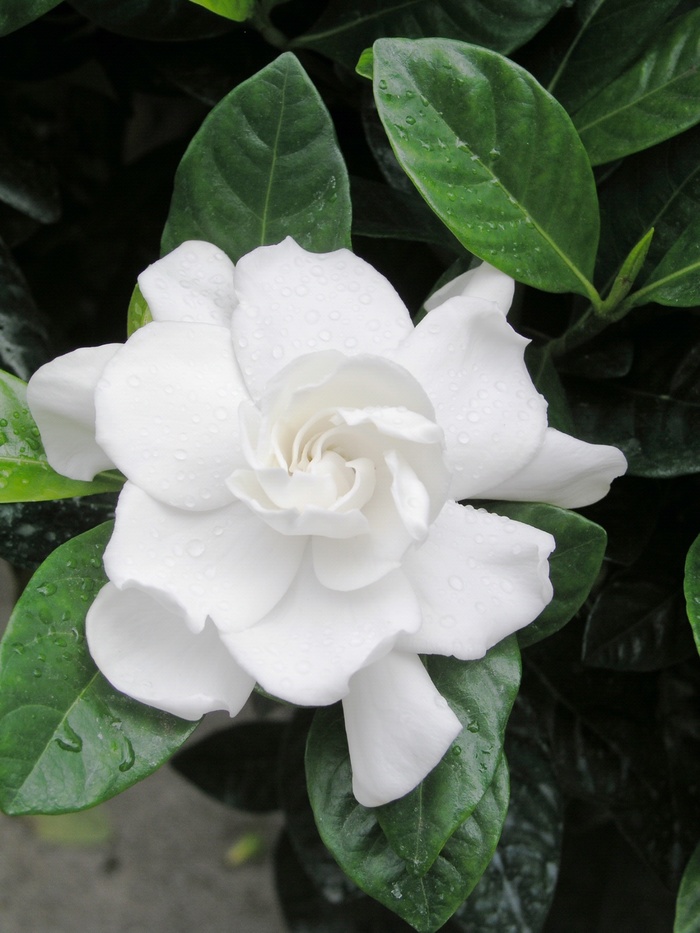 Gardenia Braid Tree - Gardenia jasminoides from RFGN readingfeedandgardennew Upgrade