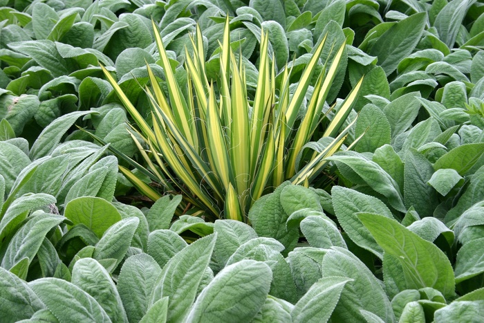 Adam's Needle - Yucca filamentosa 'Color Guard' from RFGN readingfeedandgardennew Upgrade