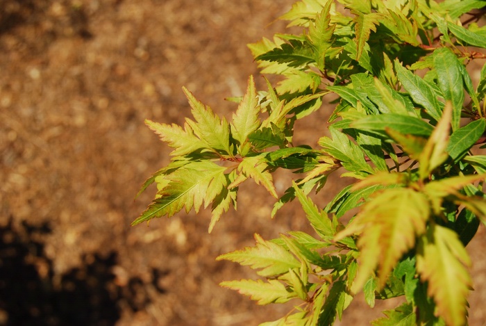 Angel's Dress - Acer palmatum 'Hagoromo' from RFGN readingfeedandgardennew Upgrade