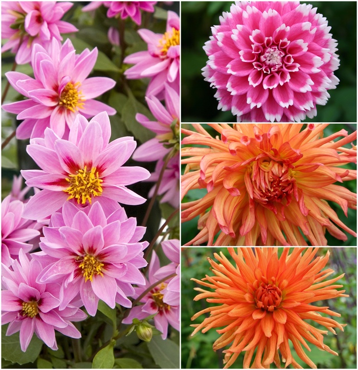 Dahlia - Multiple Varieties from RFGN readingfeedandgardennew Upgrade