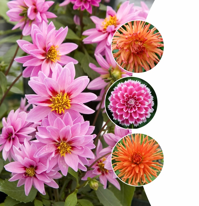 Dahlia - Assorted Varieties from RFGN readingfeedandgardennew Upgrade