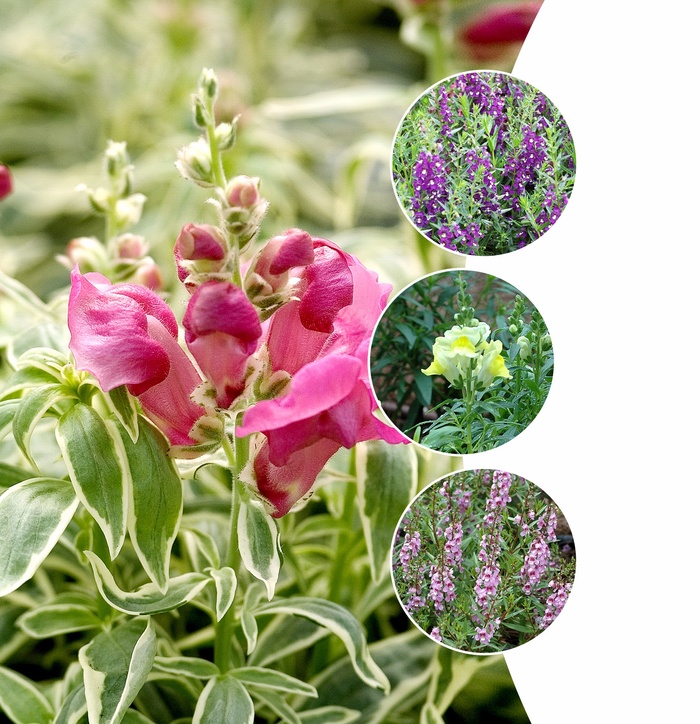 Assorted Snapdragon - Antirrhinum majus (Assorted Snapdragon) from RFGN readingfeedandgardennew Upgrade