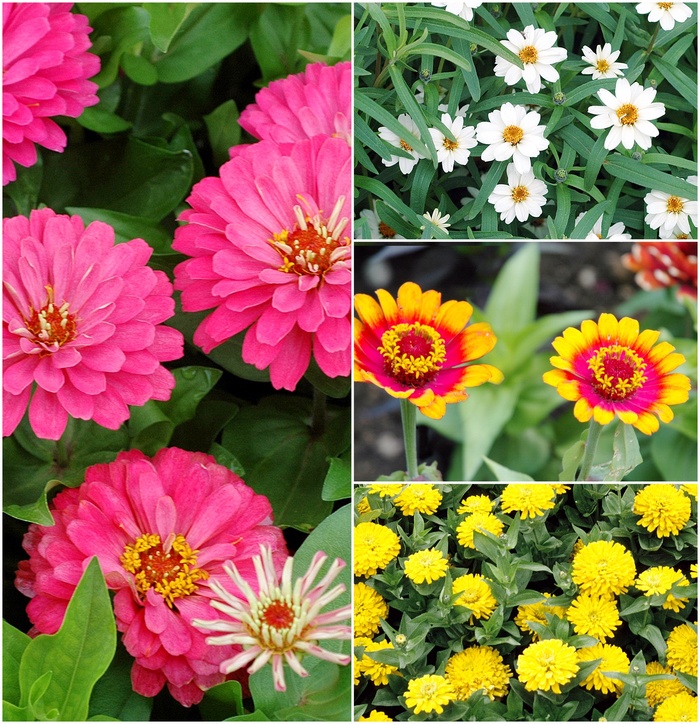 Zinnia - Zinnia multiple varieties from RFGN readingfeedandgardennew Upgrade